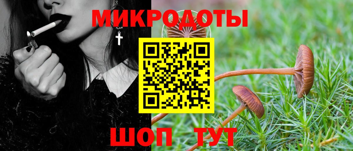 Псилоцибиновые грибы Psilocybe Великий Новгород